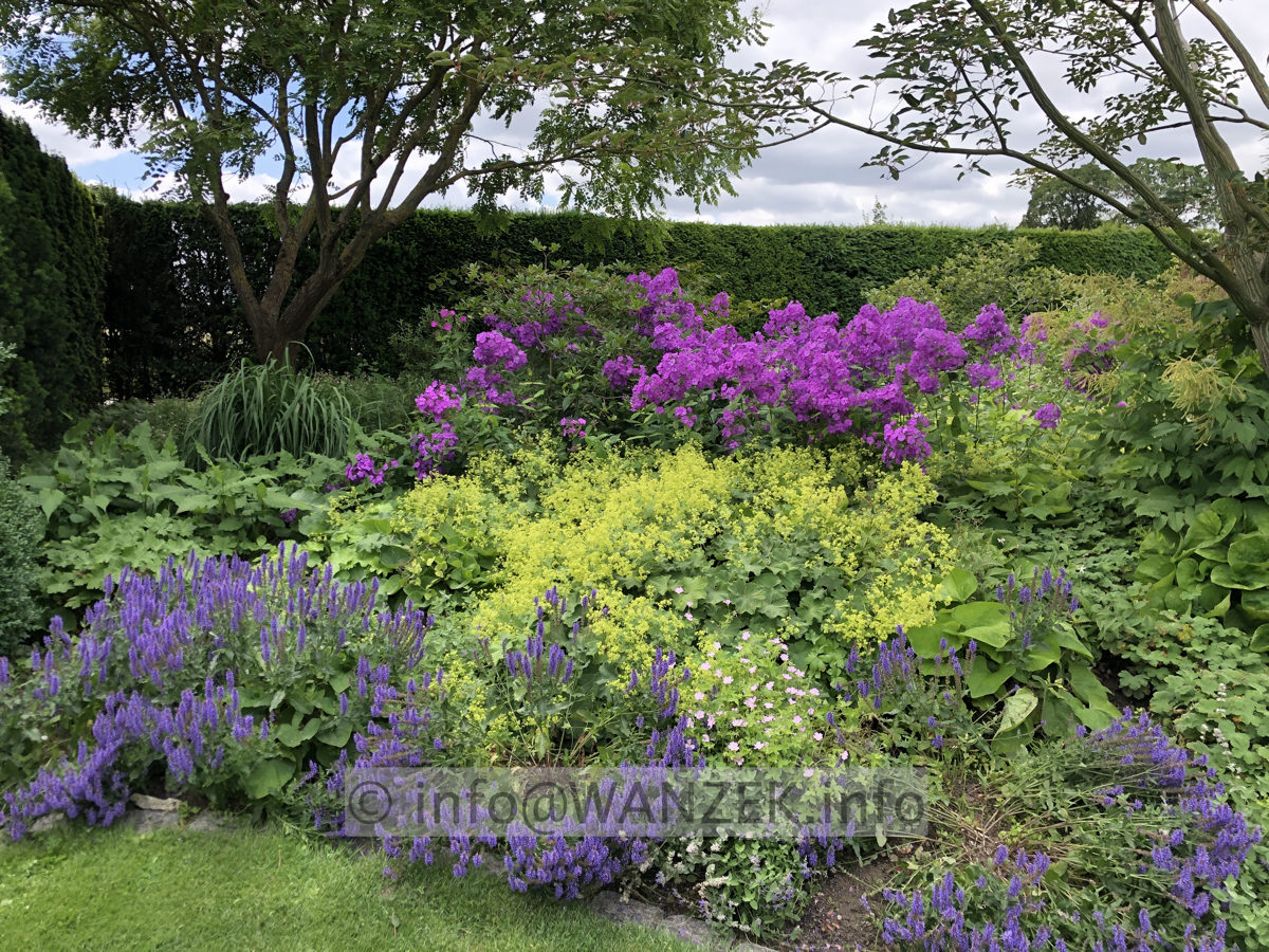 Phlox paniculata Blue Paradise 02.JPG
